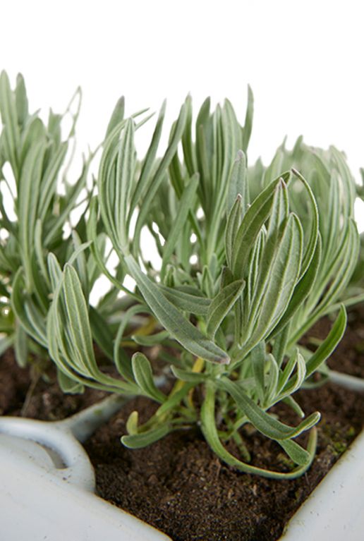 Lavandel angustifolia white 6