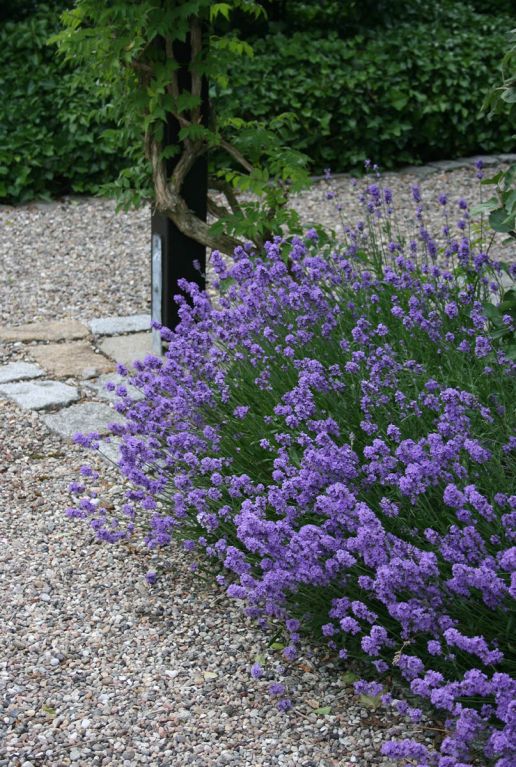 Lavandula angustifolia hidcote tuinplant