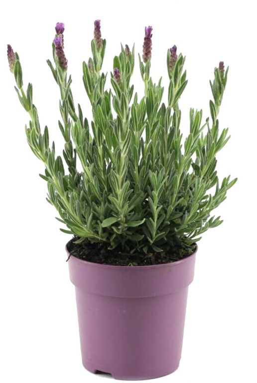 Lavendel stoechas anouk p12 tuinplant