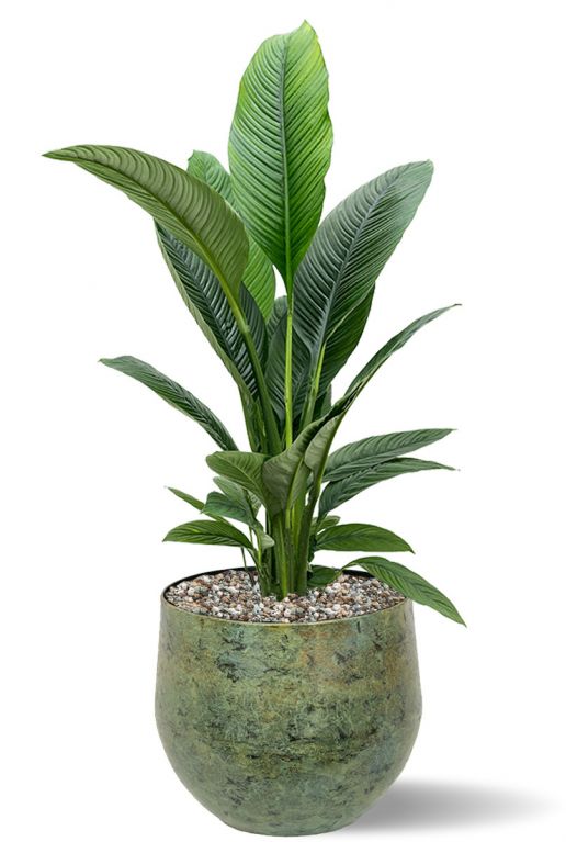 Lepelplant in pot 2