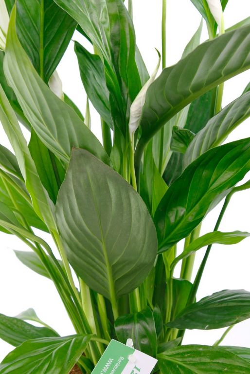Grote groene bladeren van de lepelplant