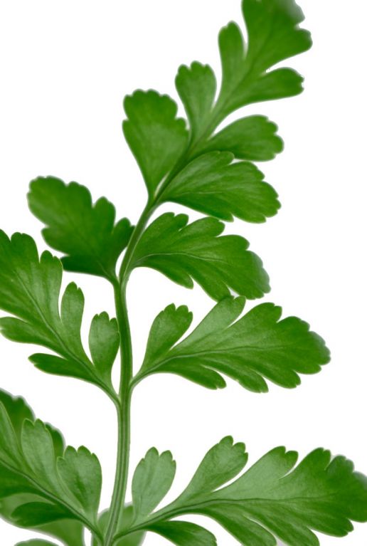 Leuk klein groen kamerplantje varen 2