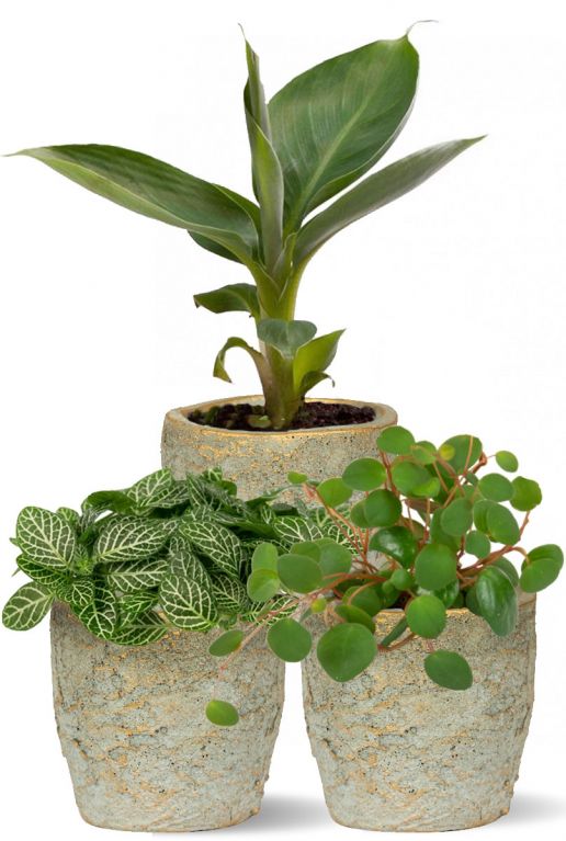 Leuke plantjes in pot