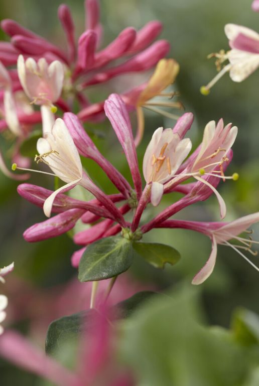 Lonicera goldflame tuinplant