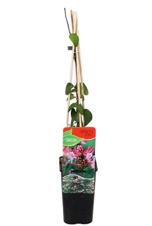 Lonicera japonica red world 1