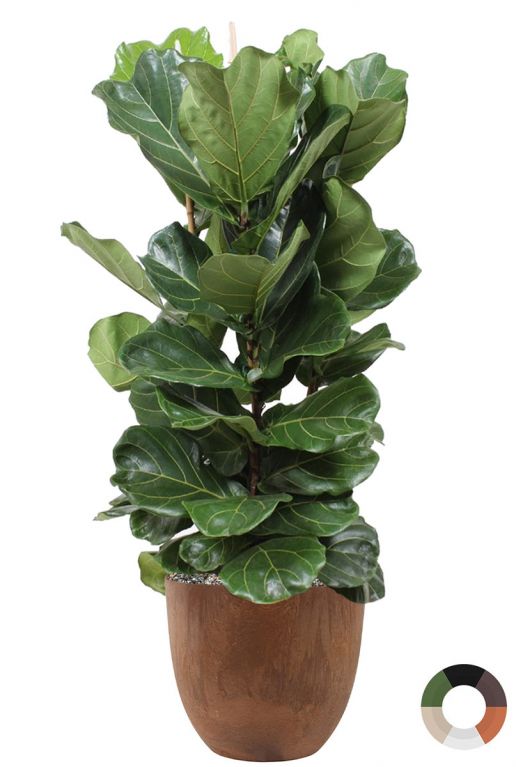 Lyrata in bruine pot 1
