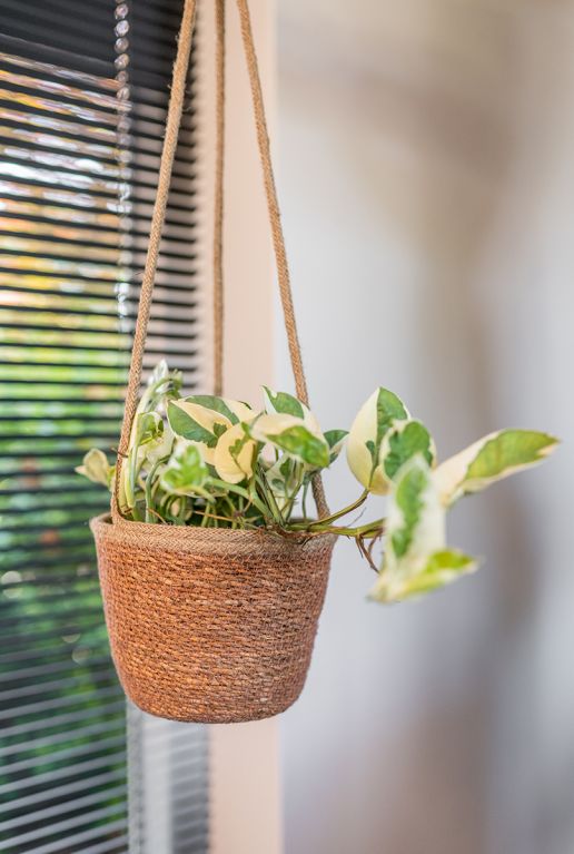 Mand hangplanten 1