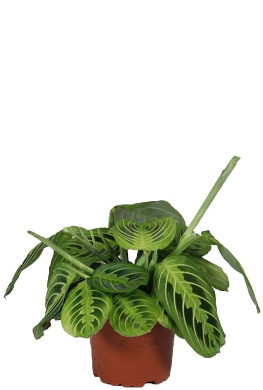 Maranta lemon lime p12