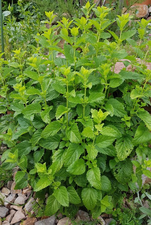 Melissa officinalis tuinplant