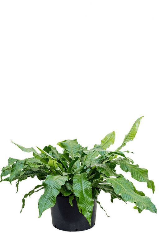 Microsorum crocodyllus krokodillen plant