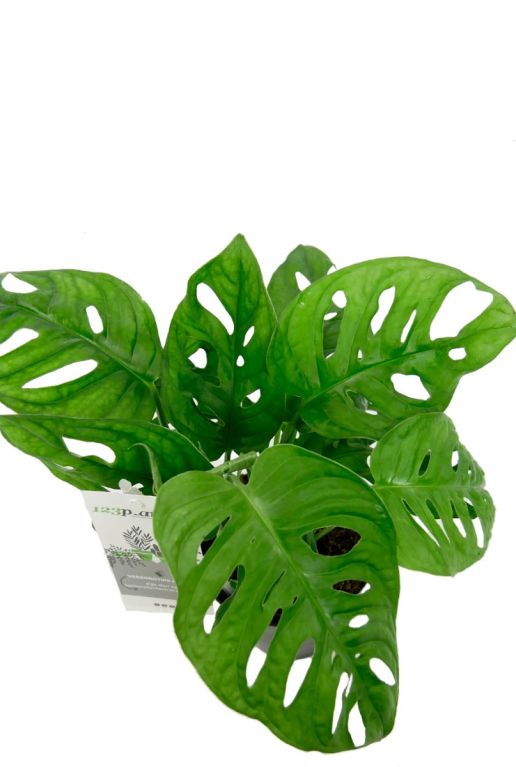 Mini gatenplantje