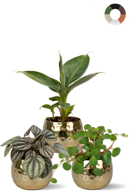 Mini planten in pot