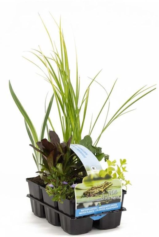 Mix zuiverende vijverplanten waterplant