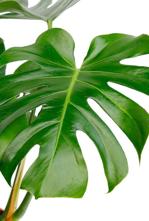 Philodendron Monstera