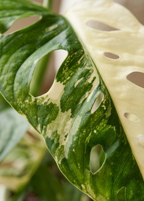 Monstera adansonii variegata closeup