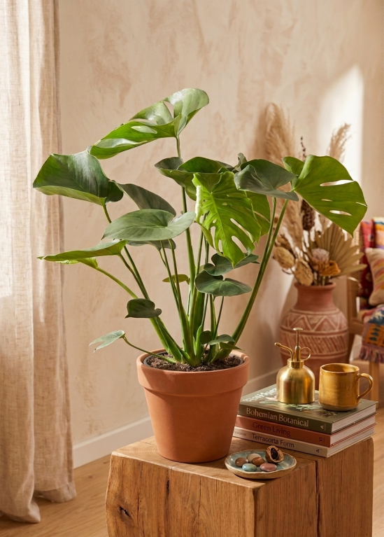 Monstera deliciosa p17