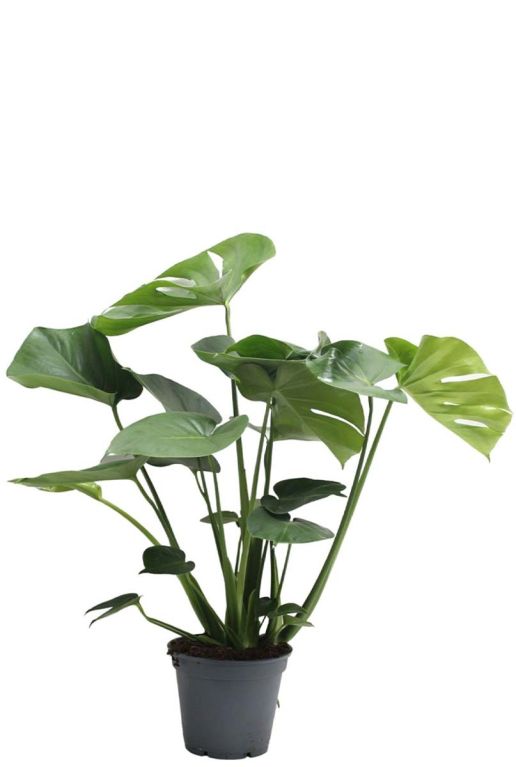 Monstera deliciosa p17 h60