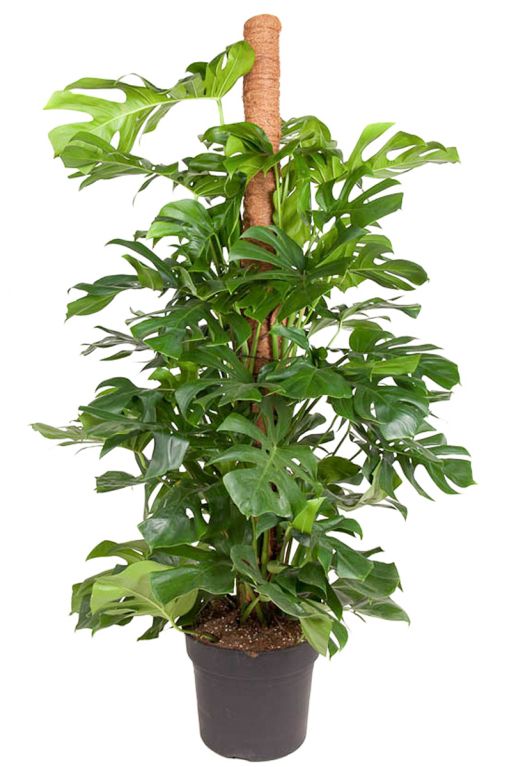 Monstera deliciosa philodendron