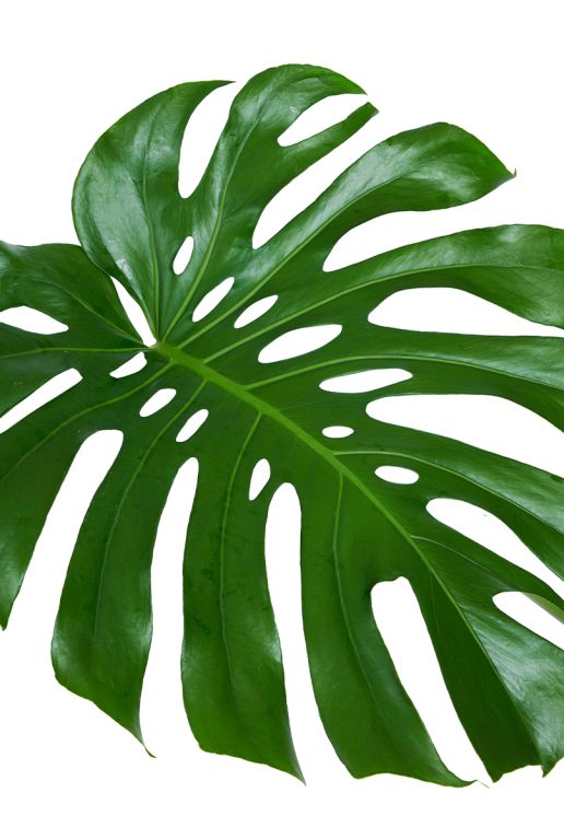 Monstera gatenplant blad 1