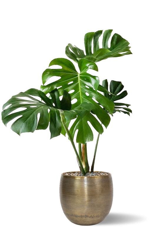 Monstera gatenplant in pot 1