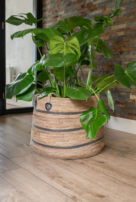 Monstera in gestreepte mand 1