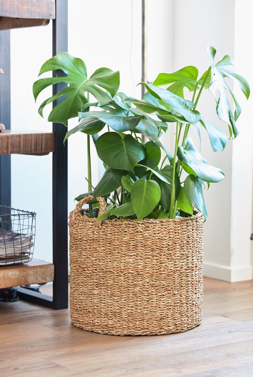 Monstera in mand 1 8