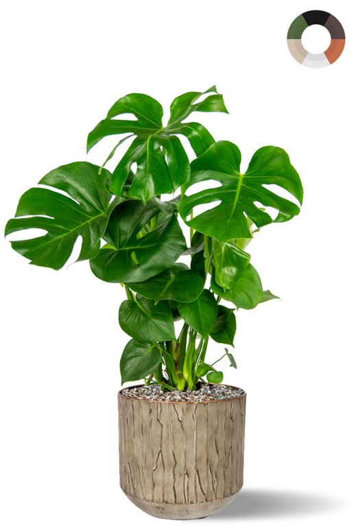 Monstera in taupe pot