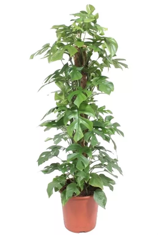 123planten.nl | Monstera Minima mosstok