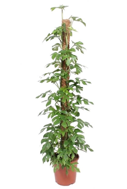Monstera minima plant