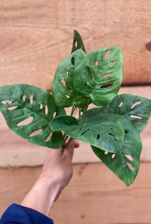 Monstera monkey mask nepplant