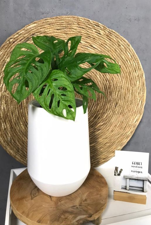 Monstera obliqua