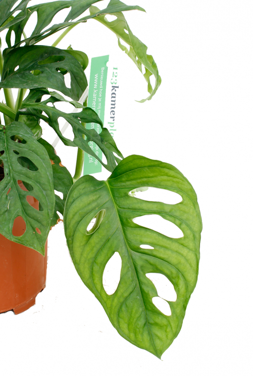 gatenplant hangplant