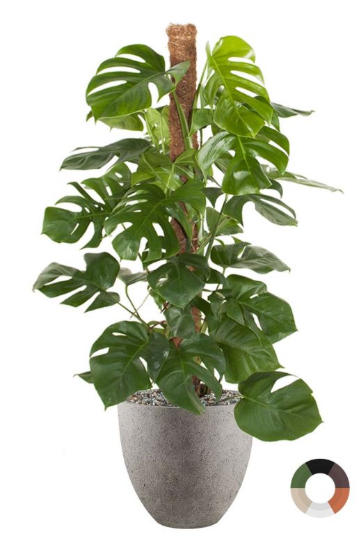 Monstera plant in betonlook pot