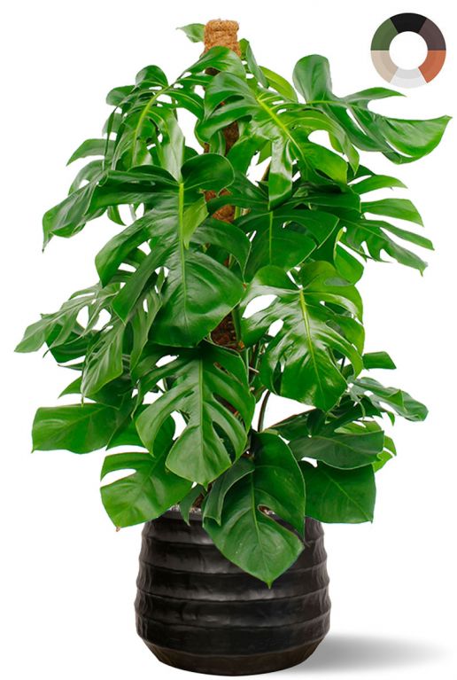 Monstera plant in zwarte pot