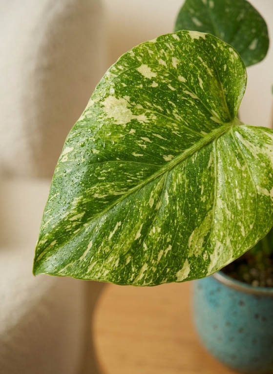 Monstera thai constellation closeup 1