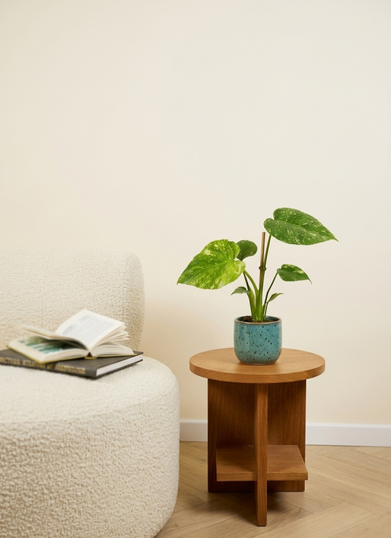 Monstera thai constellation sfeer