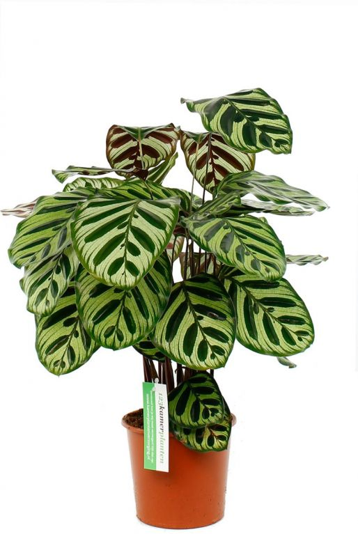 123planten.nl | Calathea Makoyana - Peacock plant