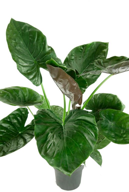 Mooie alocasia plant