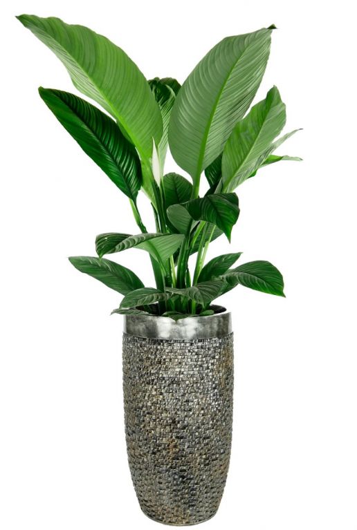 slim Toelating Jaarlijks Luxe Lite Universe Layer 69 cm - 123planten.nl