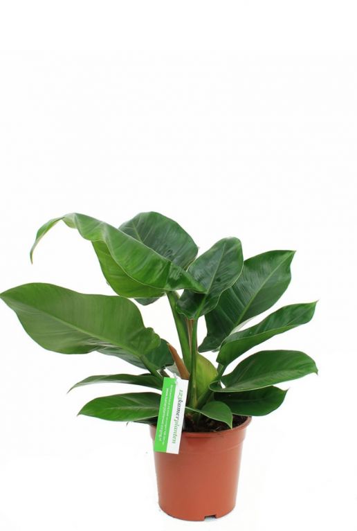 Mooie philodendron imperial green huiskamerplant