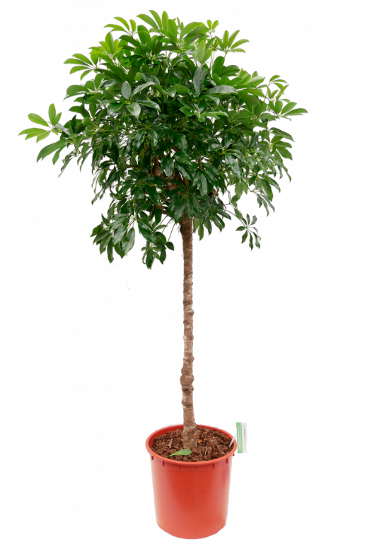 Mooie schefflera compacta op stam