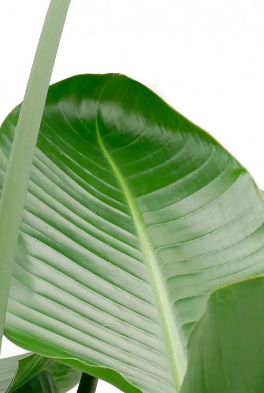 Mooie strelitzia leuke kamerplant