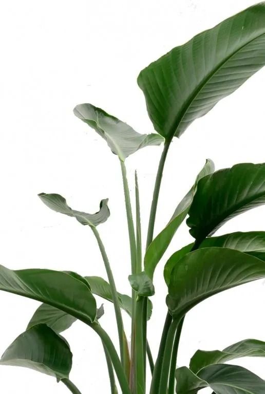 Mooie strelitzia leuke kamerplanten 1
