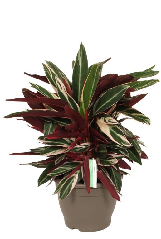 Calathea Triostar
