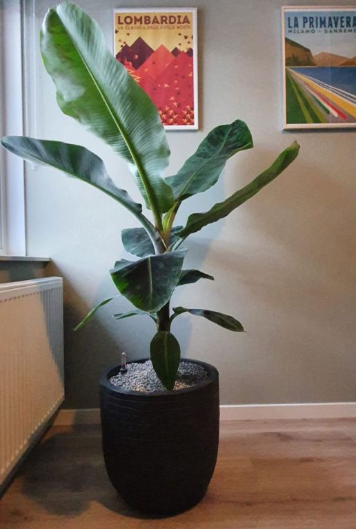Musa bananenplant in pot