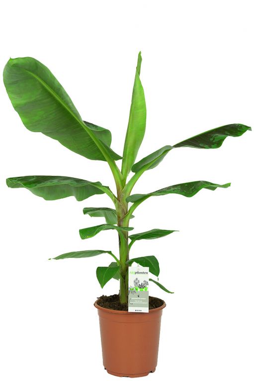 Musa bananenplant kamerplant
