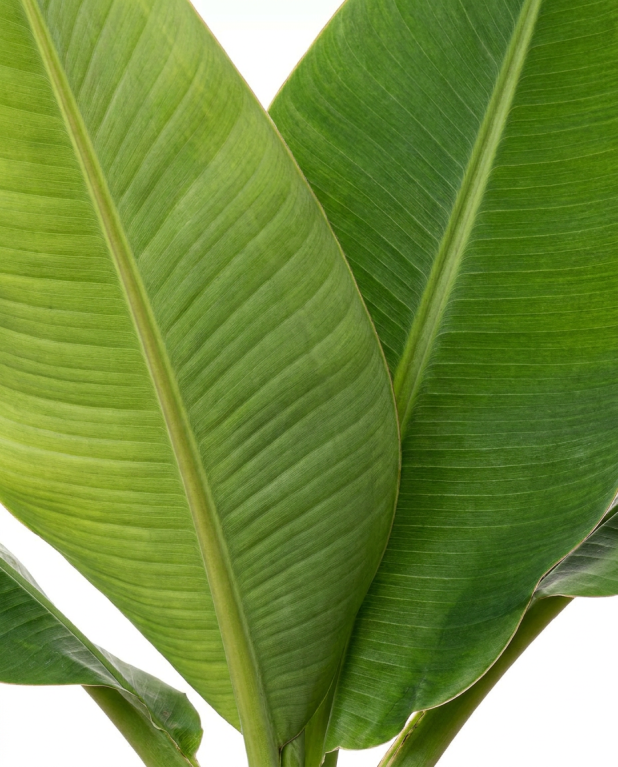 Musa basjoo p30 - 02 1 1