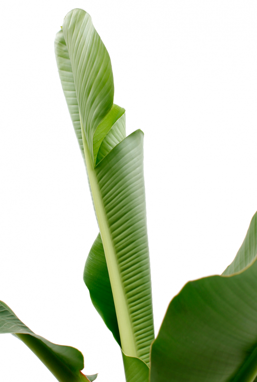 Musa Bananenplant blad