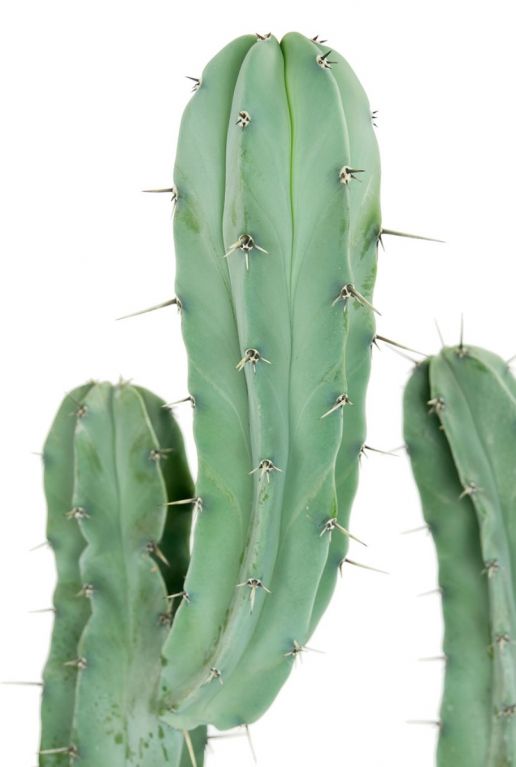 Myrtillocactus cactus