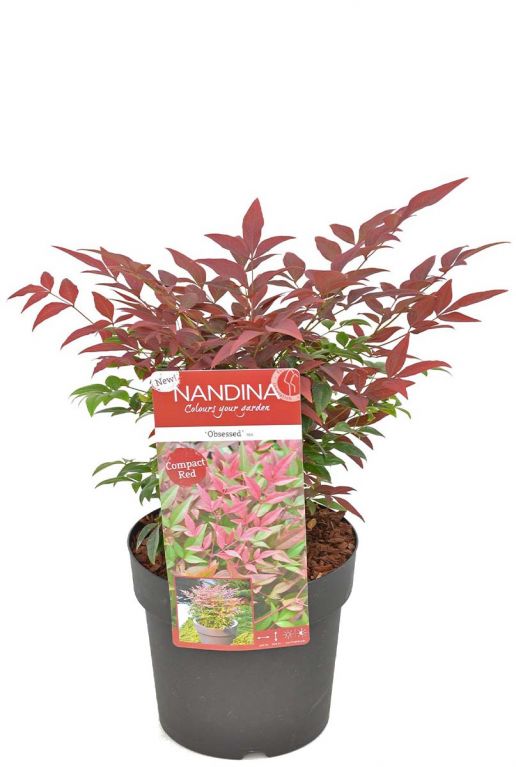 Nandina domestica obsessed plant 19